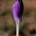 Crocus