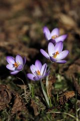 Crocus