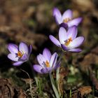 Crocus