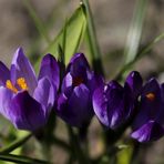 Crocus