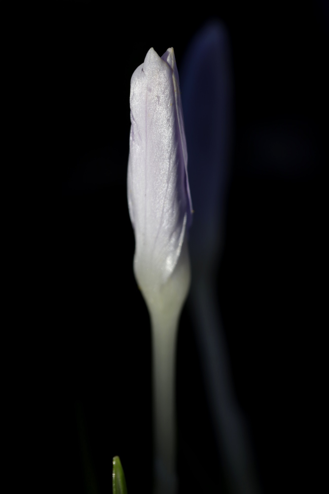 Crocus