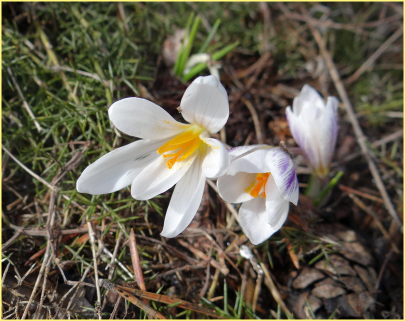 Crocus