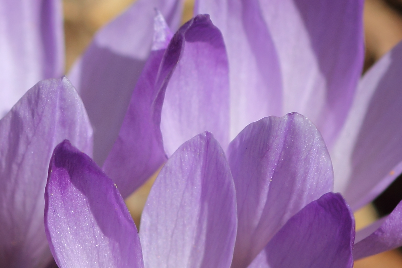 crocus