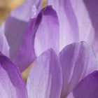 crocus