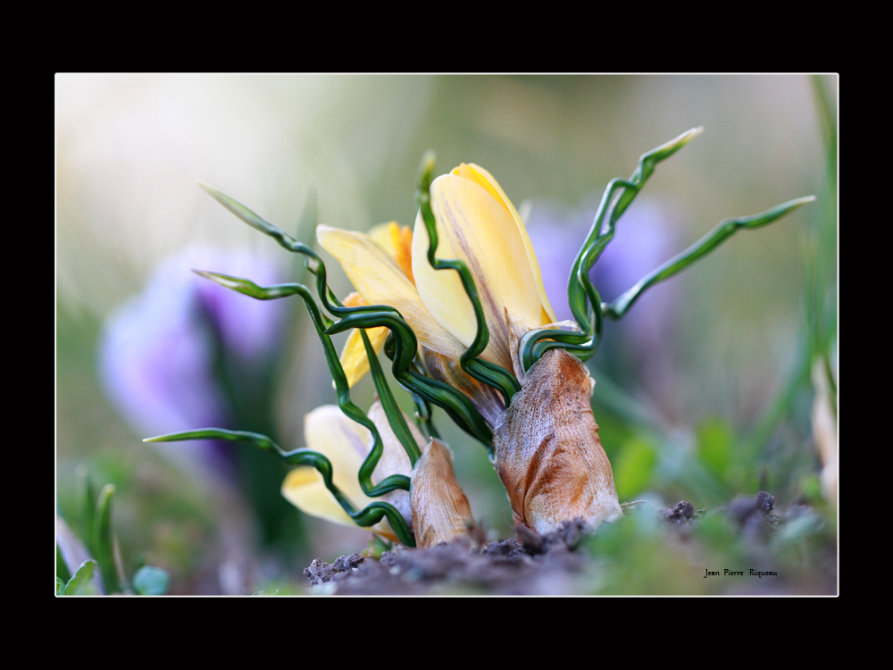 Crocus 3