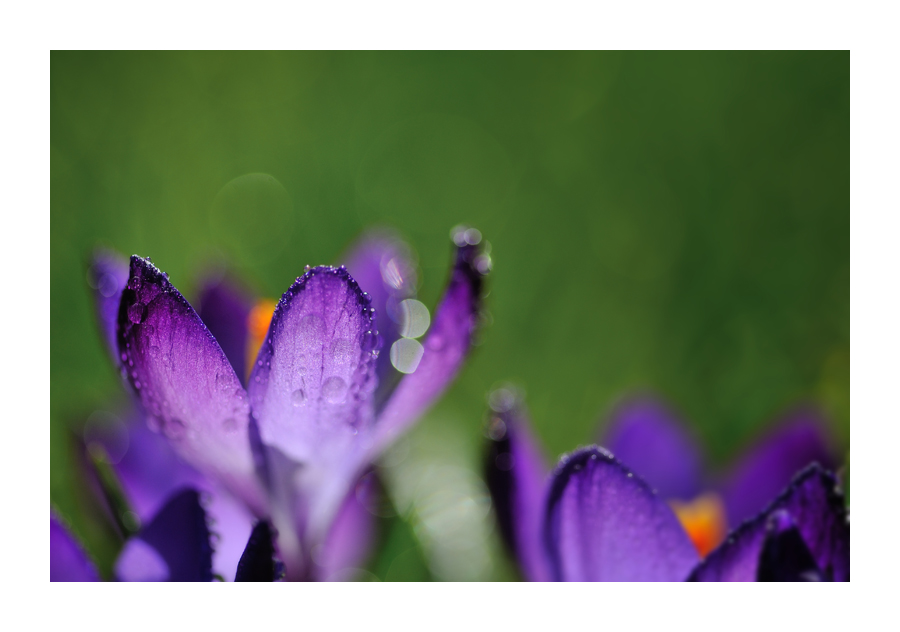 crocus 3