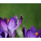 crocus 3