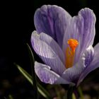 Crocus