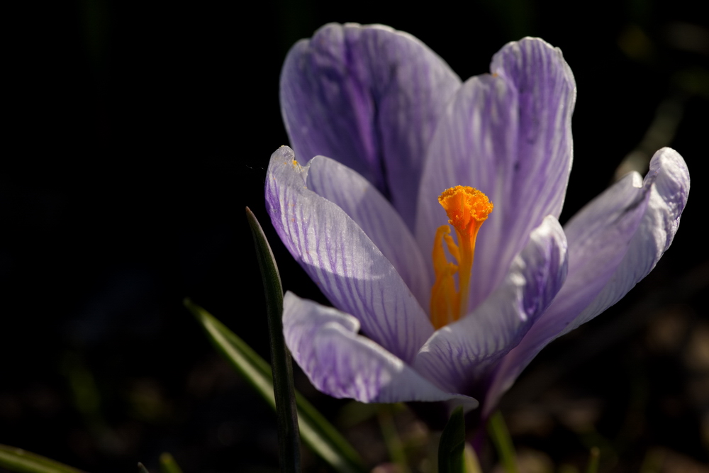 Crocus