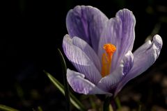 Crocus