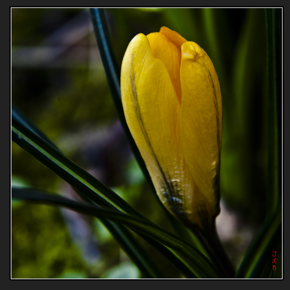 Crocus