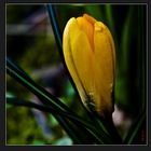 Crocus