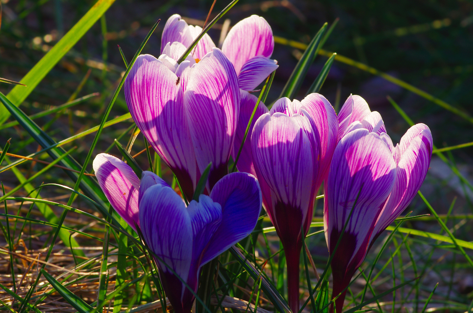 crocus 3.3