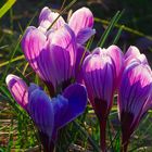 crocus 3.3