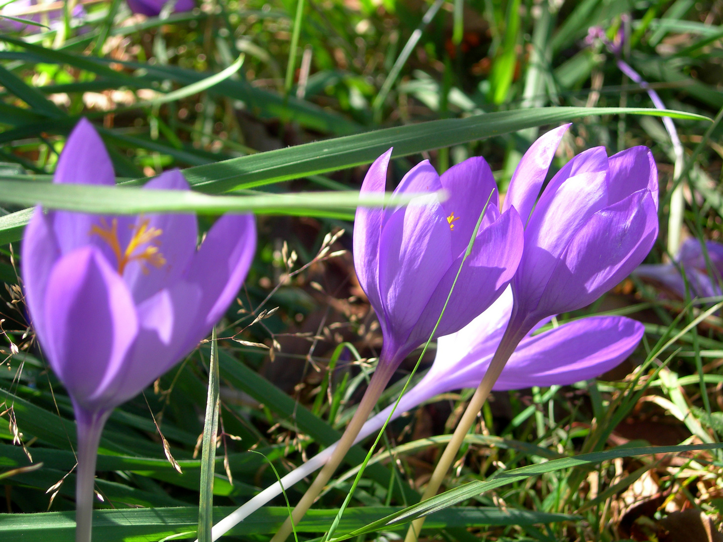 crocus