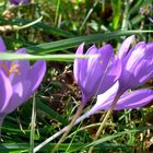 crocus