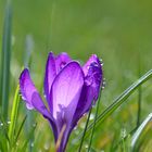 Crocus