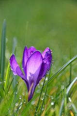 Crocus