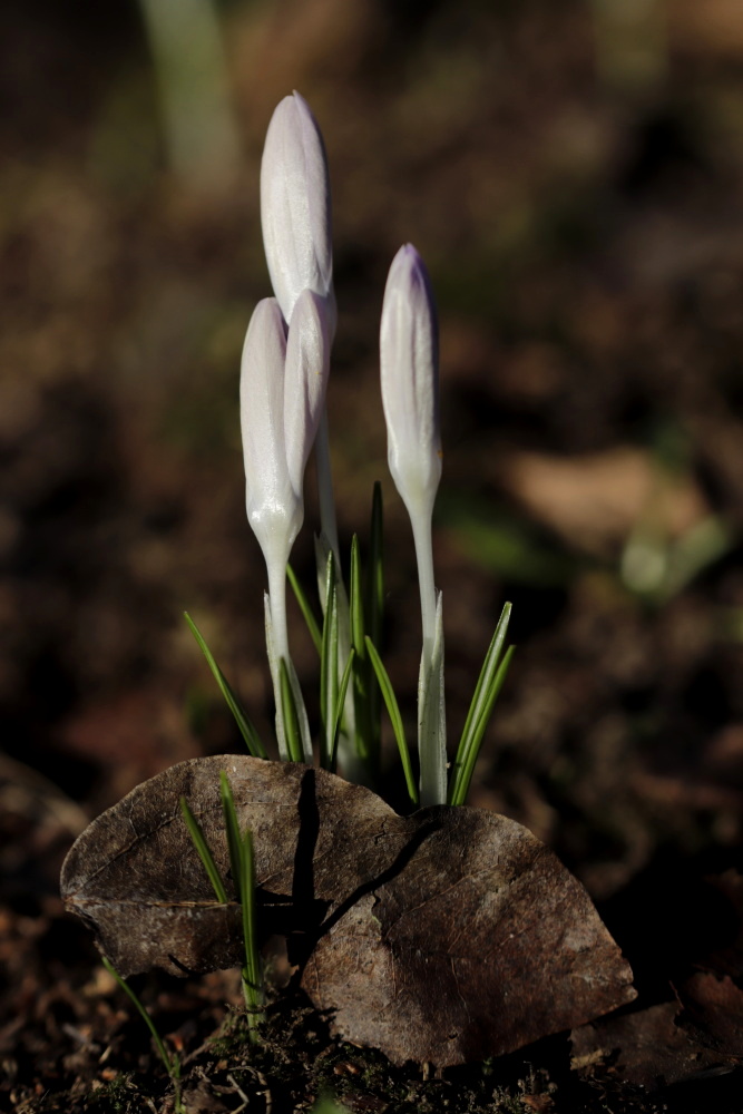 Crocus