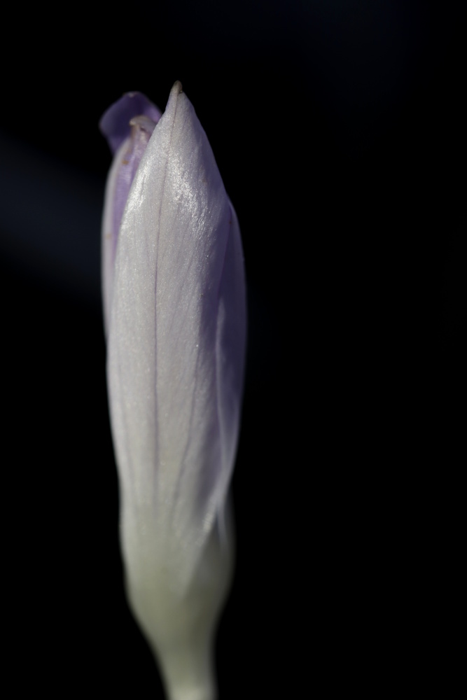 Crocus