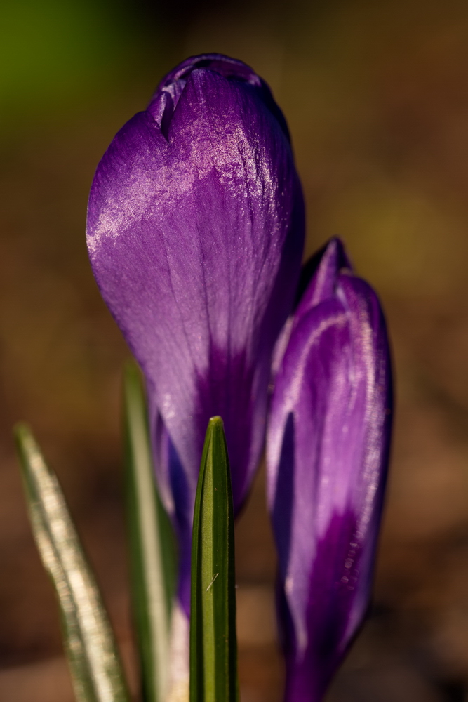 Crocus