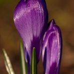 Crocus