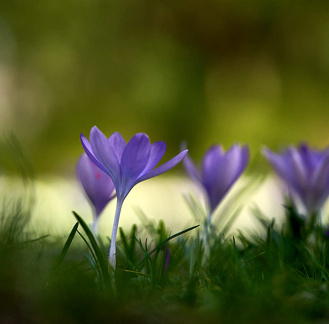 Crocus