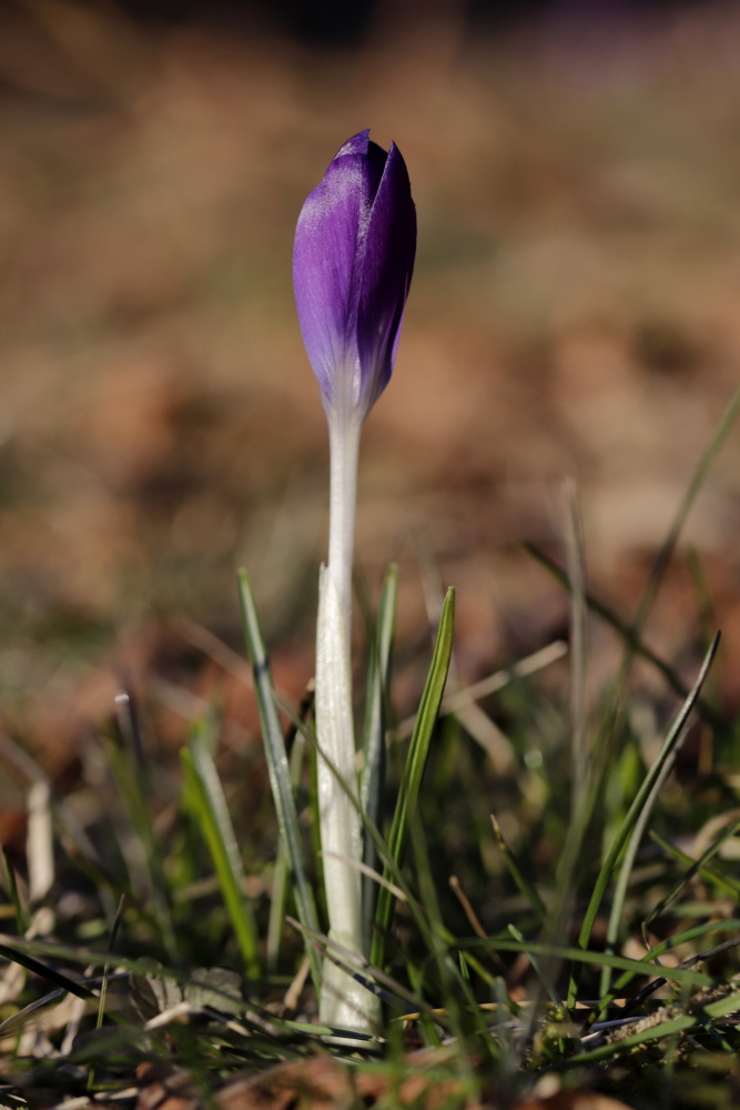 Crocus