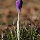 Crocus