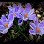 crocus