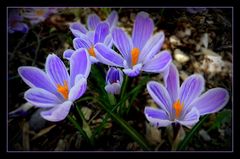 crocus