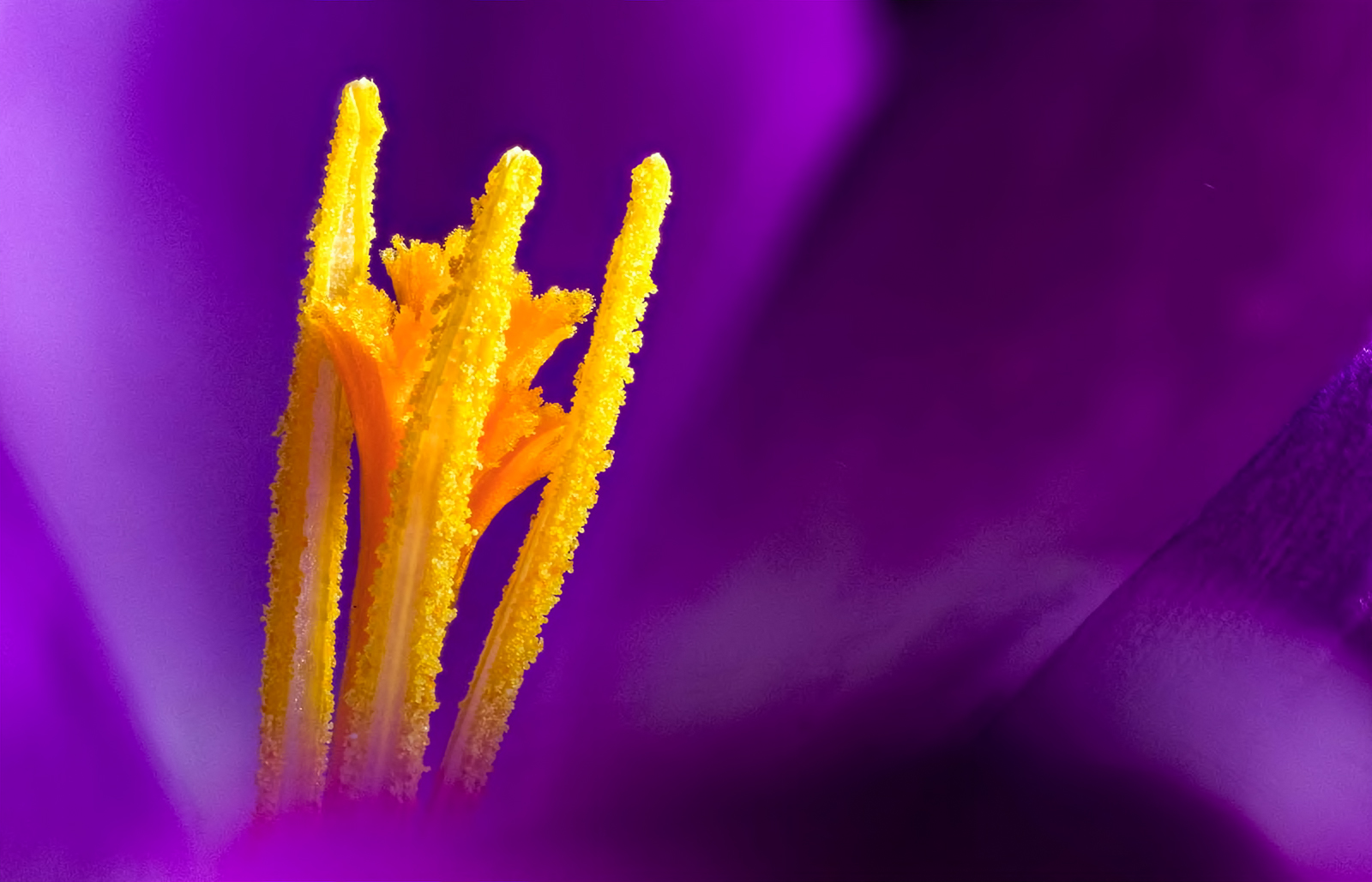 crocus