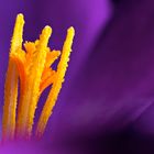 crocus