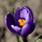 Crocus