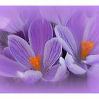 crocus