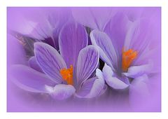 crocus