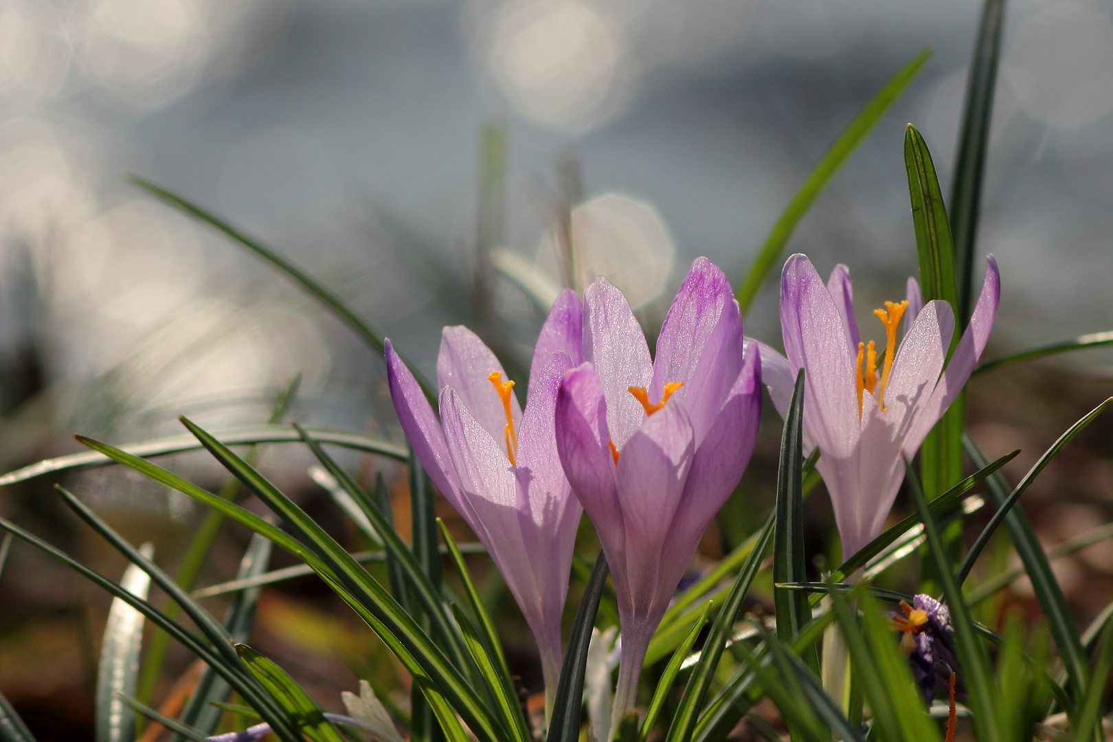 crocus