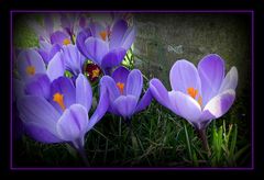 crocus