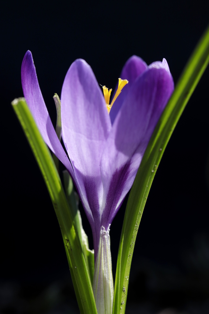 Crocus