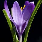 Crocus