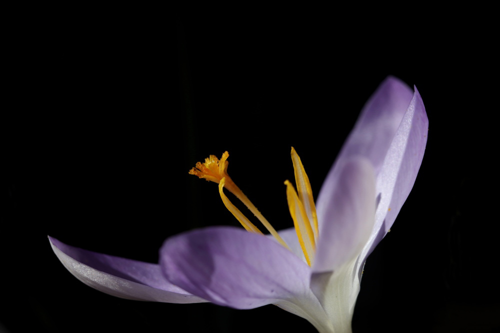 Crocus