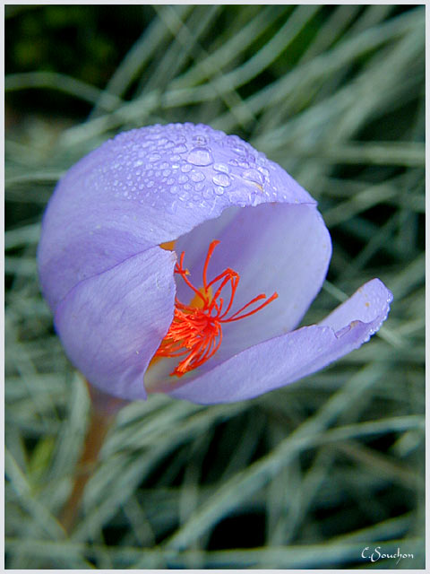 Crocus