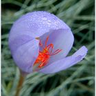 Crocus