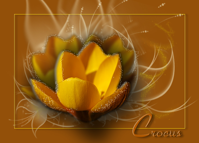 Crocus