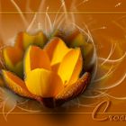 Crocus