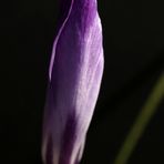 Crocus