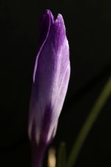Crocus