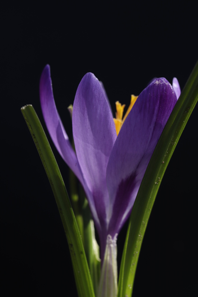 Crocus