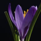 Crocus