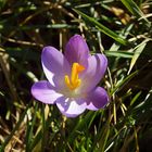 Crocus